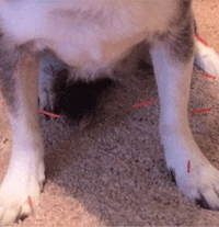 dog acupuncture